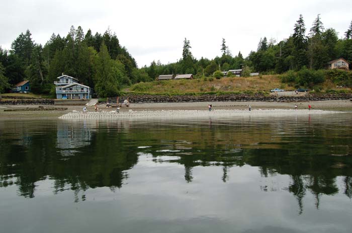 New geoduck farm without Army Corps permit.