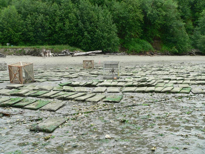 Heavy duty black Vexar plastic oyster bags in Totten Inlet, June 4, 2008