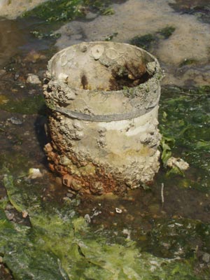 Barnacle encrusted geoduck tube