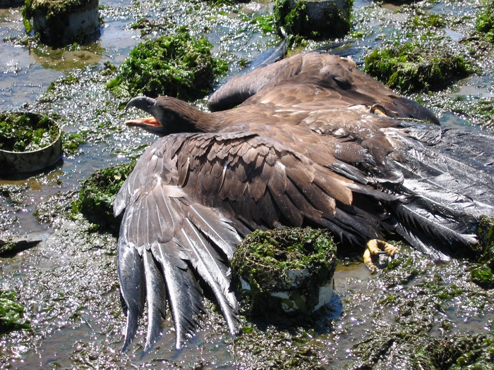 Juvenile bald eagle caught in geoduck net on Harstene Island
