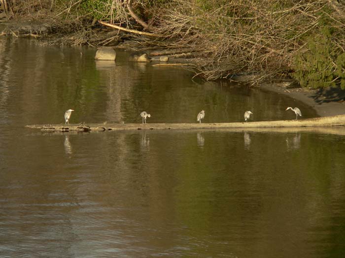 Heron family in Zangle Cove