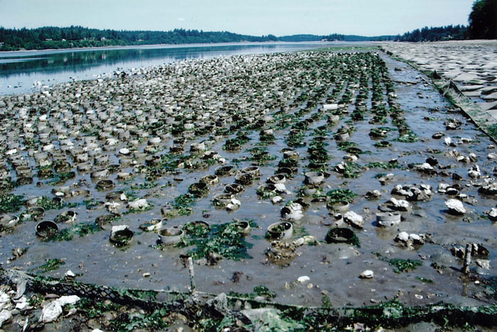 Totten Inlet geoduck farm.