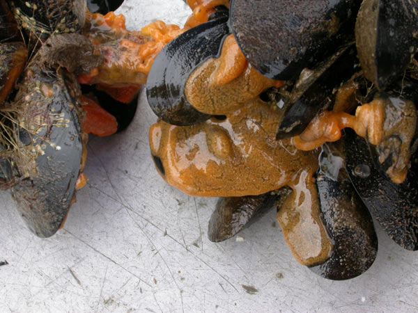 Tunicates on mussels in Gallagher Cove, USGS photo.