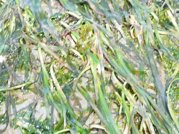 Eelgrass in Zangle Cove