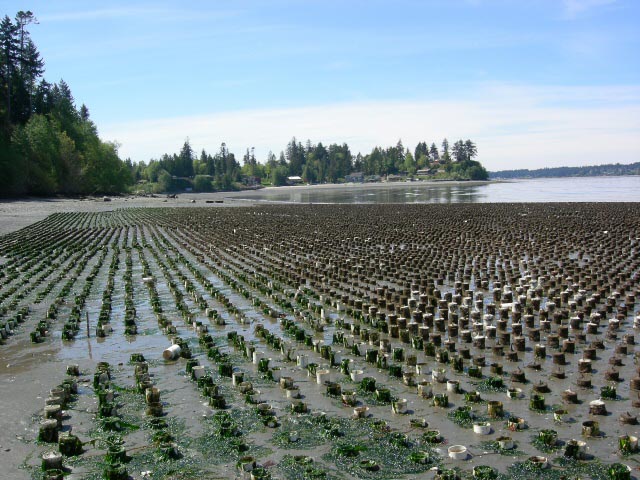 Geoduck farm in Zangle Cove 2006