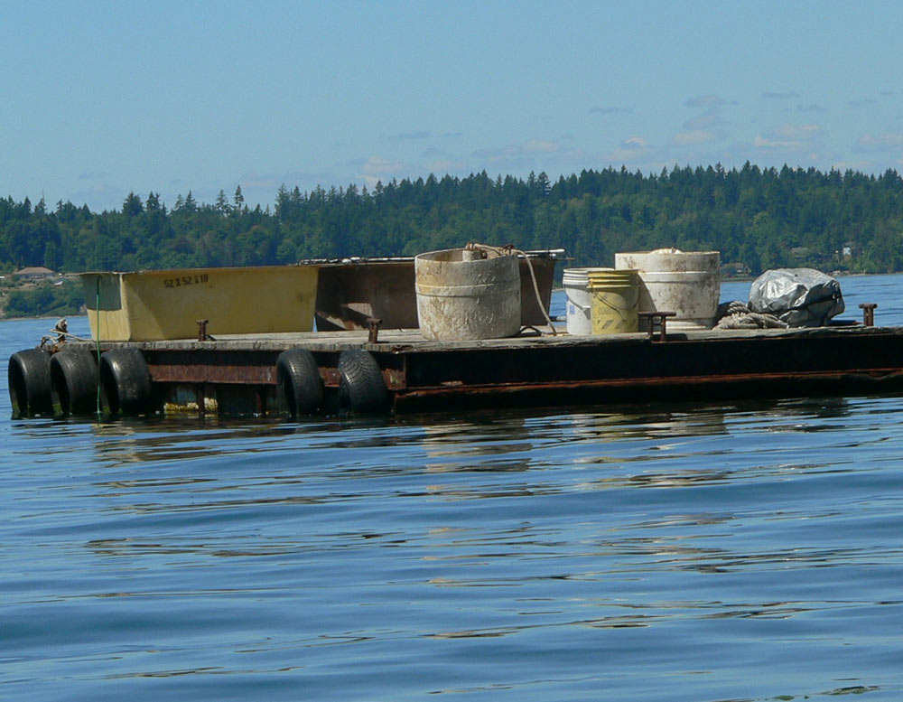 Barge anchored off 3-year old geoduck operation