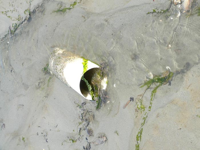 PVC pipe from geoduck farm lodge in the sand.  May 2006.