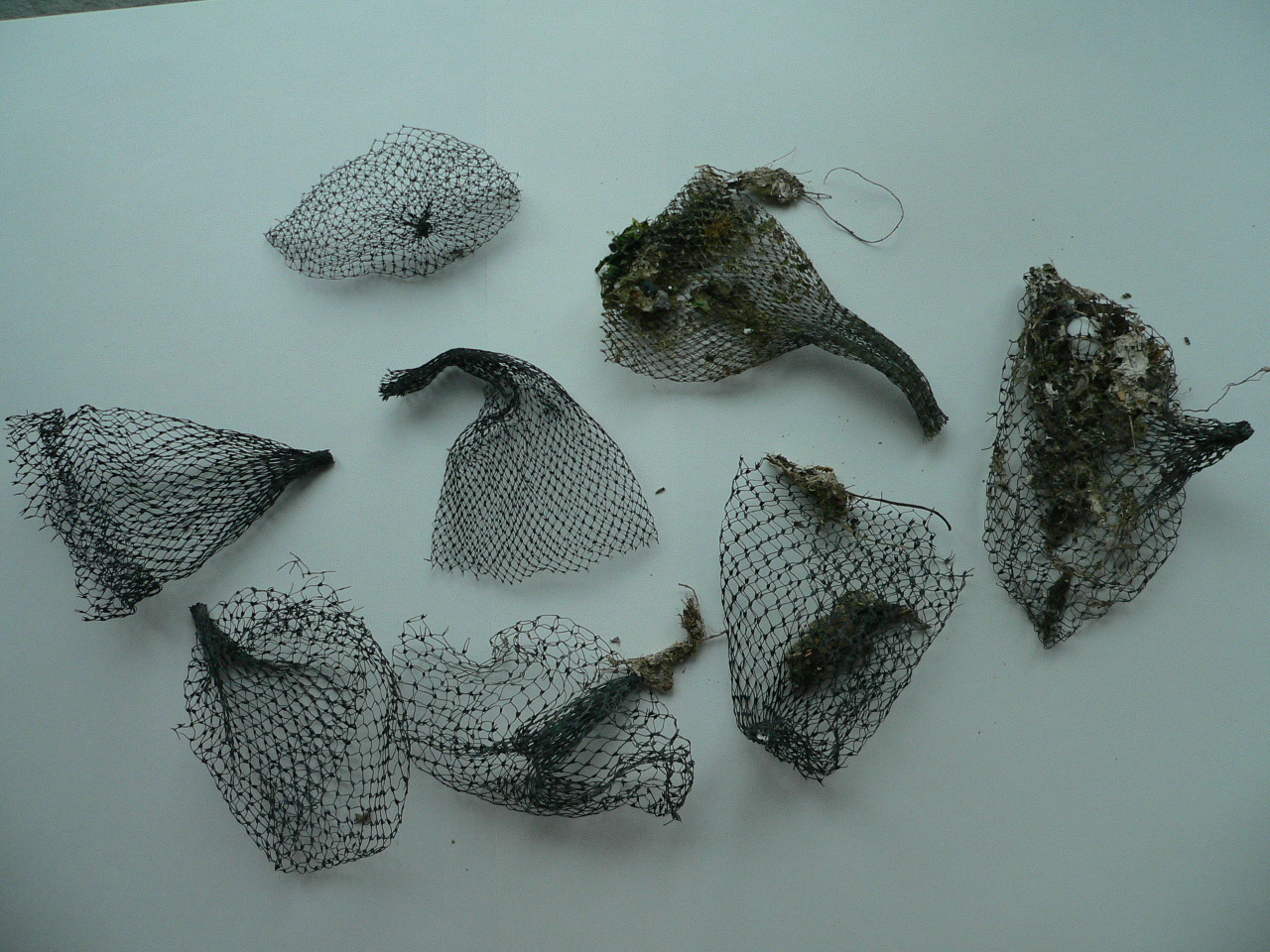 Net tops which escaped from geoduck farm on Zangle Cove 2006