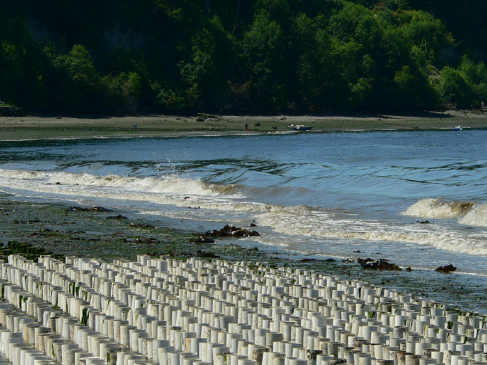 New geoduck farm on Zangle Cove