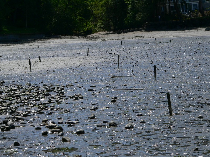 Stakes left in tideland after removal of PVC pipes on geoduck farm in Zangle Cove