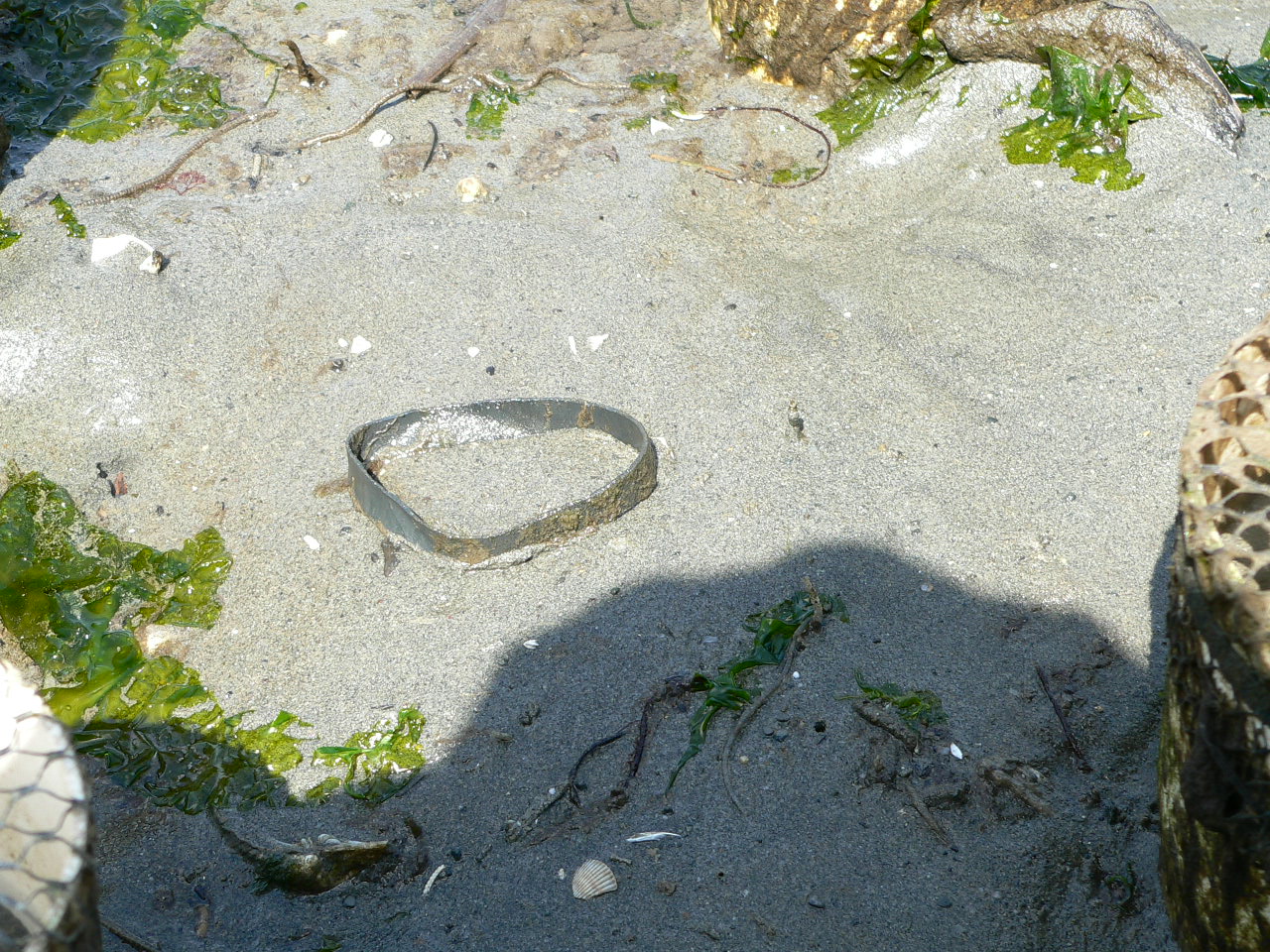 Rubber band from PVC pip from geoduck farm in Zangle Cove 2006