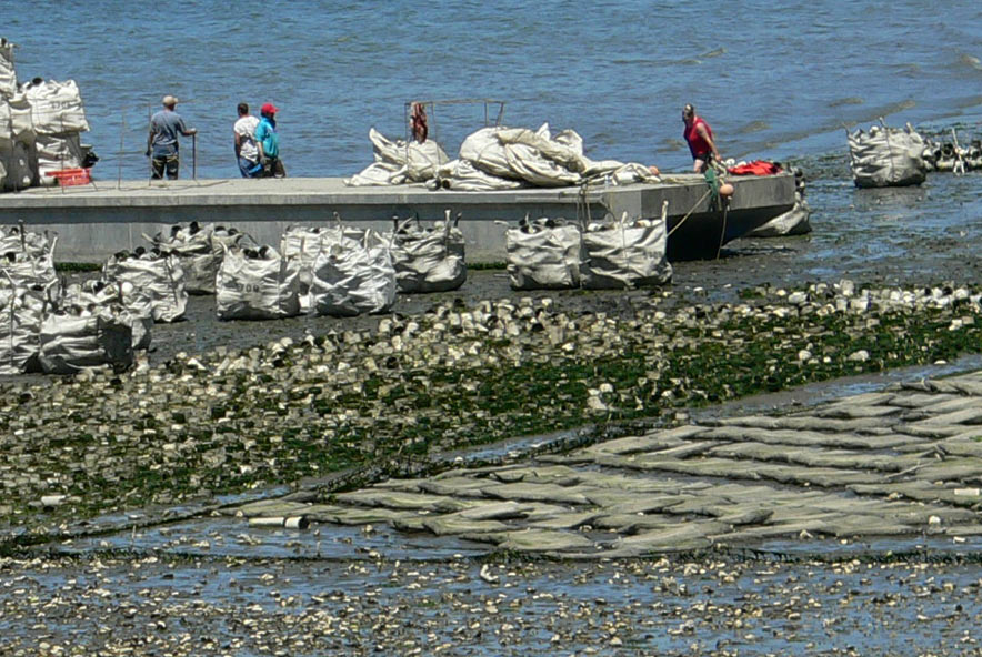 Geoduck and oyster farms on Totten Inlet June 27, 2006.