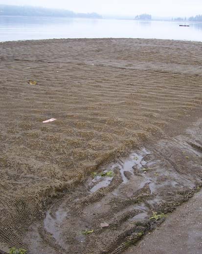 Silted net in Totten Inlet